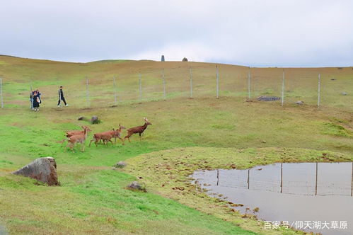 仰天湖大草原國慶試營業(yè),景區(qū)提升改造展新顏